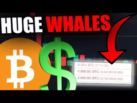 THESE BITCOIN WHALES KNOW SOMETHING WE DON'T [Millions Moved...]