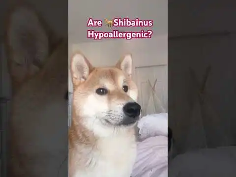 Is SHIBAINU Hypoallergenic?  #shibadog  #shibarmy  #dogs  #shibainu  #doglife #dogshorts #shibadog