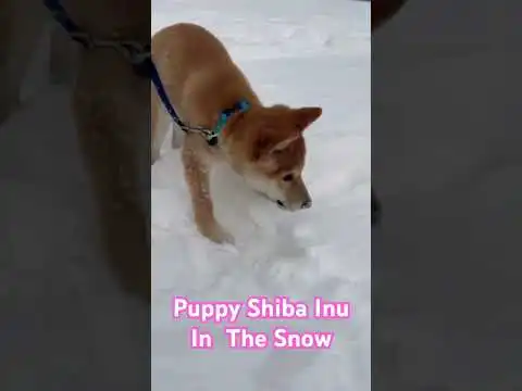 Shiba Inu prefers the snow #dog #puppy #cute #shibainu #dogbreed #japanesedog #shorts