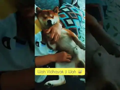 SHIBA INU COIN DOG #shibainucoin  #viral #dog @Amanbloggerup75