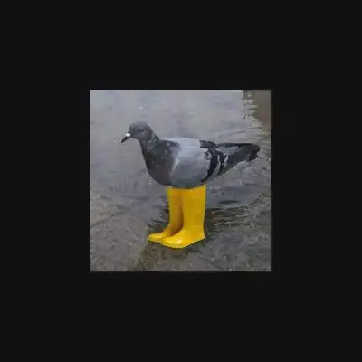 Pigeon In Yellow Boots  