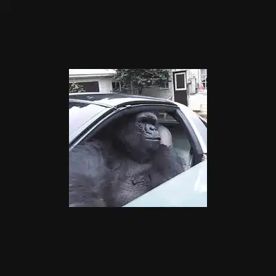 Gorilla In A Coupe  