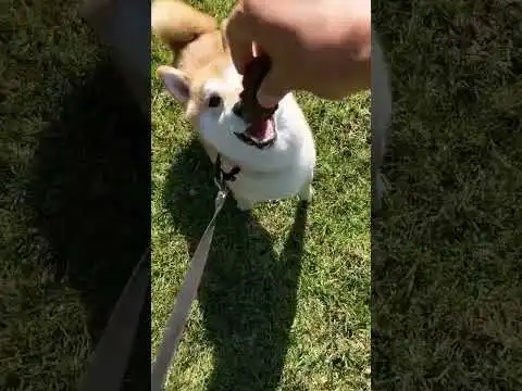 Funny Bowie Shiba inu playing fetch with pine cone