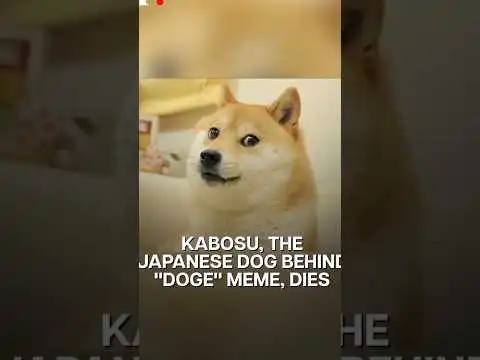 Shiba Inu Kabosu, the face of ?Doge? meme and Dogecoin, has died #dogmemes #shiba #rip #dogecoin