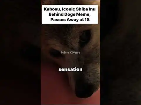 Kabosu Iconic Shiba Inu Behind Doge Meme, Passes Away at 18 #Dogecoin #shibainu #shiba #doge #crypto