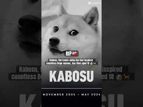 Kabosu, the iconic shiba inu that inspired countless Doge memes, has died aged 18 #crypto #dogecoin