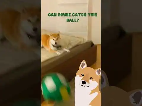 Is Shiba Inu fast enough to catch this ball?