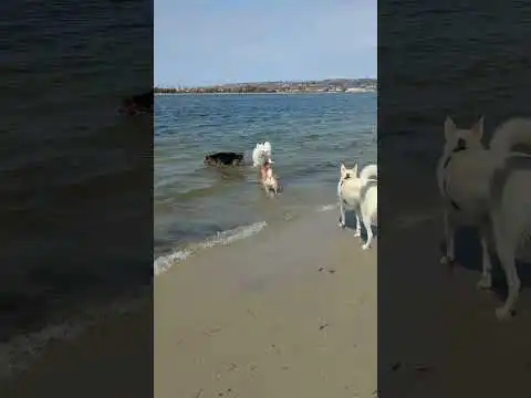 Shiba Inu playing with friends on the beach dog park. #funnydoge #shiba #cutedoge #bowie_theshiba