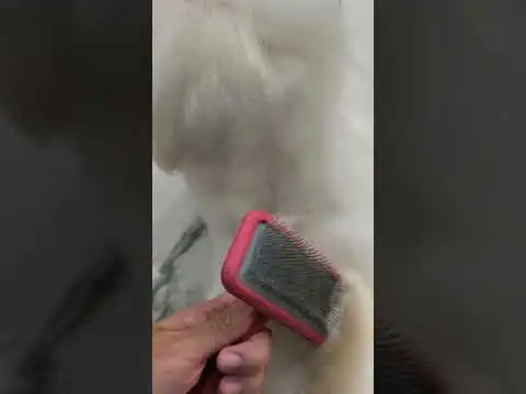 brush me please  #dog #puppy #ishowspeed #bichon #bitcoin #ethereum #xrp