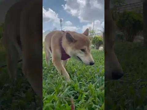 Yoshi  #yoshi #shibainu #youtubeshorts