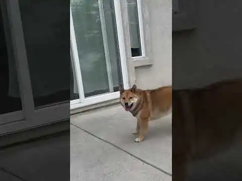 Kupoo the shiba inu. #shibainu #shibainu
