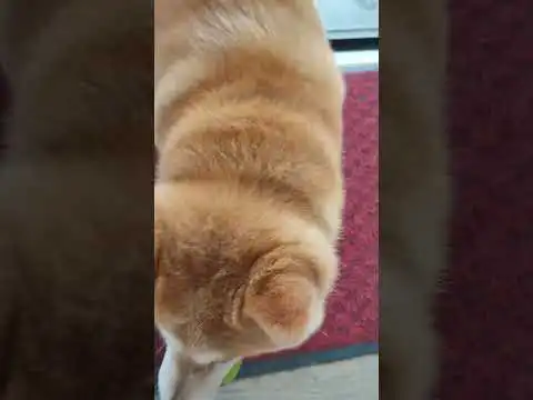 yuki, #shibainucoin #cutedog #japanesedog #funnyvideo #shibadog #laughterchallenge