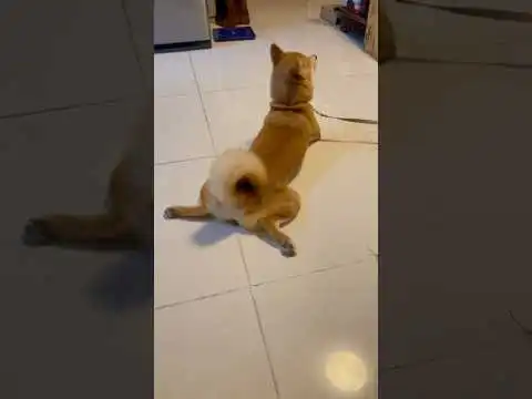 Troll Yoshi  #yoshi #shibainu #youtubeshorts