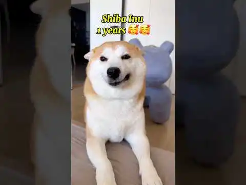 Shiba Inu  #shorts #dog #shibainucoin
