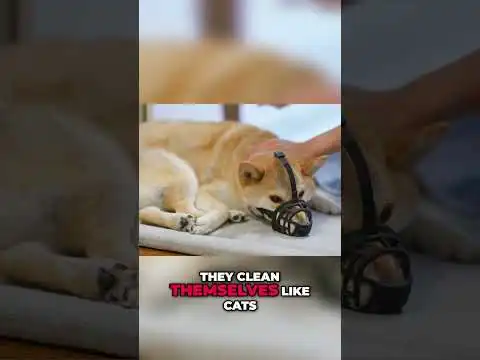 Shiba Inu: 6 Speed Facts You Need To Know!