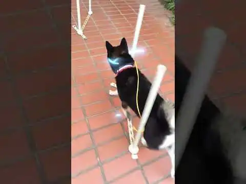 Practicing weaving pales #dogagility#activedog#shibainu#8months