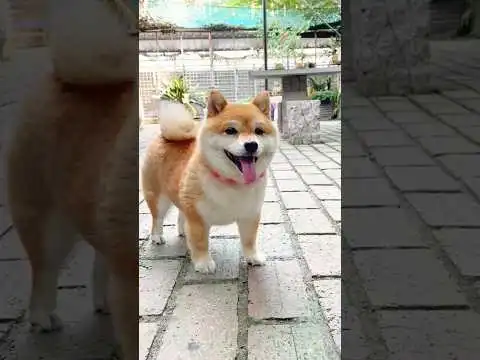 This is the sweet girl among dogs! #DwarfShiba #ShibaInu