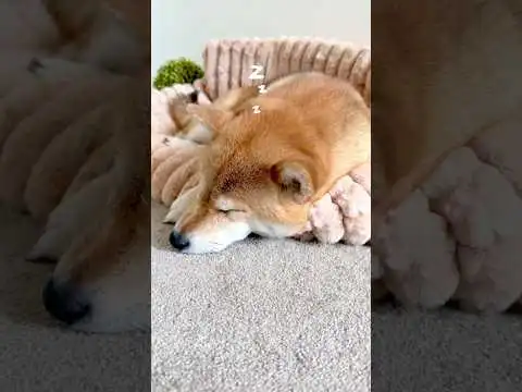 Unboxing  #shiba #shibainu # #shorts #dogshorts #unboxing #unboxing video