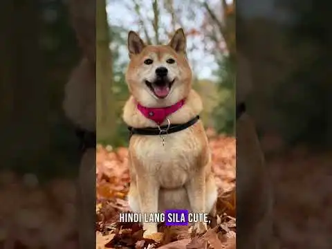 SHIBA INU "The Doge Meme"#Doge #ShibaInu #Kabosu #DogeMeme #InternetCulture #MemeHistory #ComicSans
