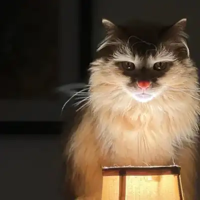 Aura Cat