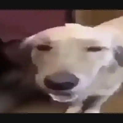 Butterdog