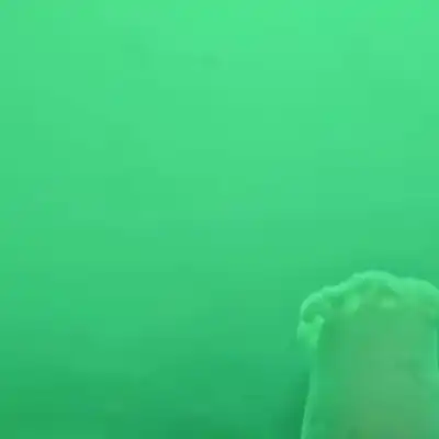 crabwifhat