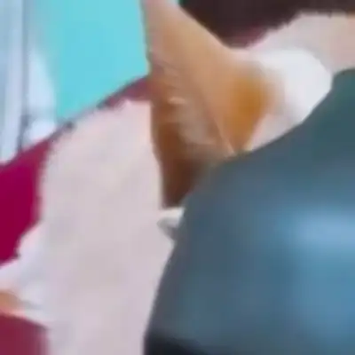 Batman Cat