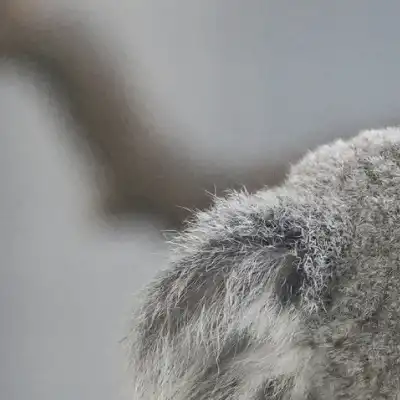 The Dignified Koala
