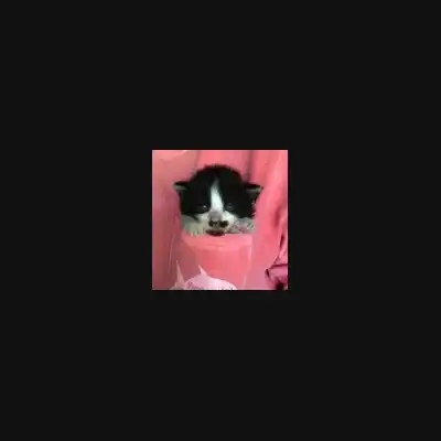 r/pocketpussy