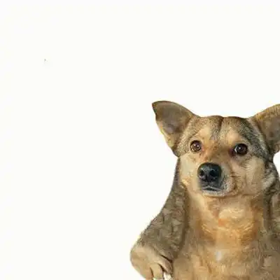 Stand Dog