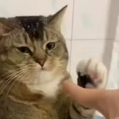 Hooman