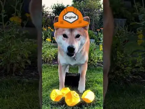 Shiba Inu, wearing a tiny helmet, unearths glowing Dogecoin nuggets in a garden.
