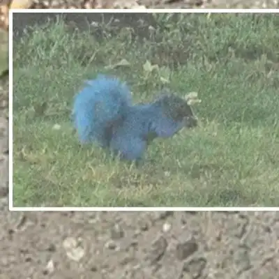 Neon Squirrels