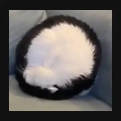 Coin cat