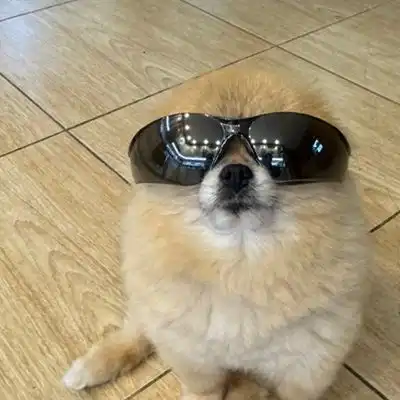 Kori The Pom