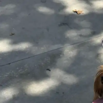 Dog POV