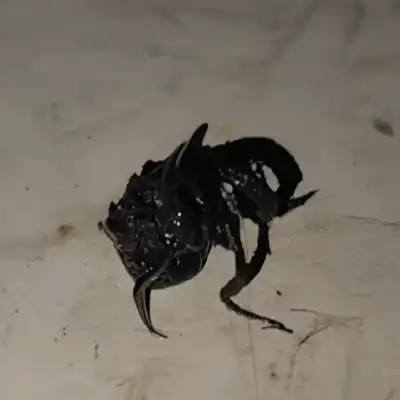 The Meteorite Creature