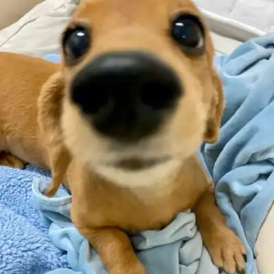 Mylo