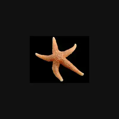 ASSTAR