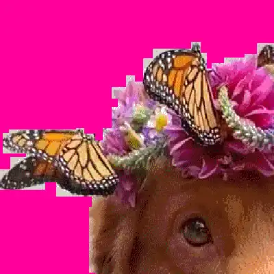 Doggy Glitch