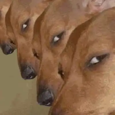 FRANK