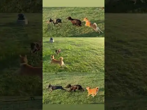 Shiba Inu #shibainu #dogpark #doge #dogecoin #doggo #shiba #dog #puppy