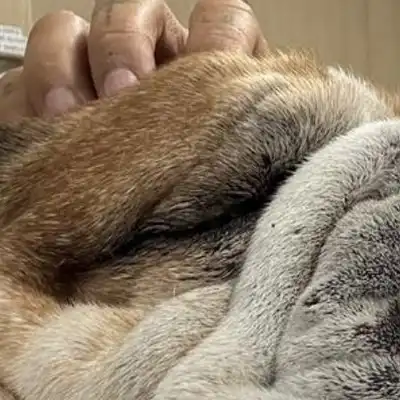 #PrayForRoscoe