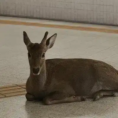Just a chill deer
