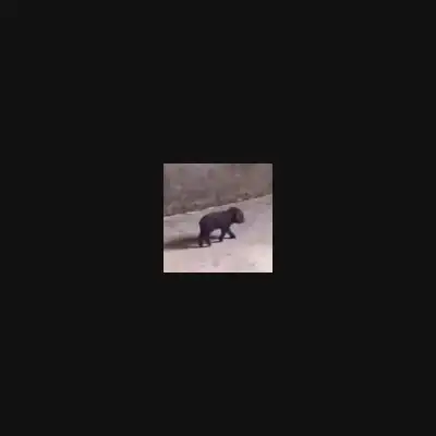 pigga