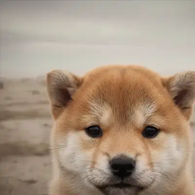 The Last Dog