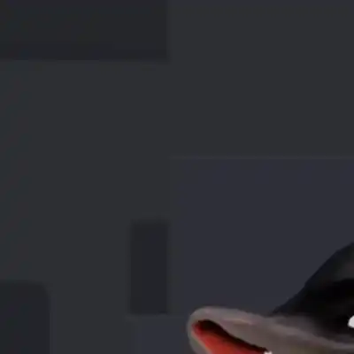 Dont Hide