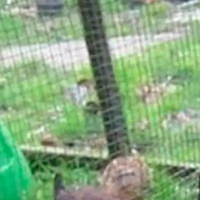 cockwifballs