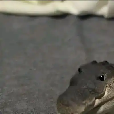 Greg the croc