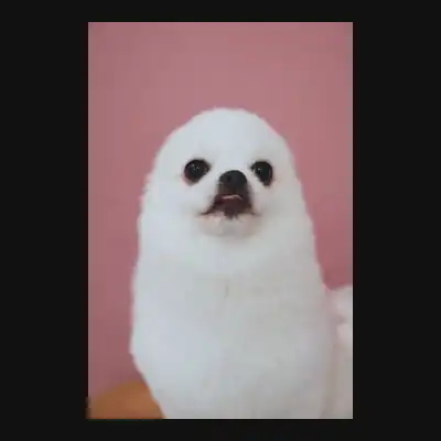 Seal Dog